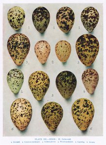 Uova: Beccaccia: Beccaccino: ecc., illustrazione da 